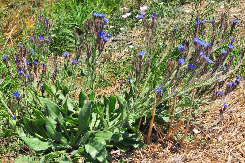 Boraginacea - Anchusa azurea